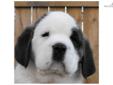 Price: $900
This advertiser is not a subscribing member and asks that you upgrade to view the complete puppy profile for this Saint Bernard - St. Bernard, and to view contact information for the advertiser. Upgrade today to receive unlimited access to