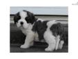 Price: $1350
This advertiser is not a subscribing member and asks that you upgrade to view the complete puppy profile for this Saint Bernard - St. Bernard, and to view contact information for the advertiser. Upgrade today to receive unlimited access to
