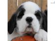 Price: $900
This advertiser is not a subscribing member and asks that you upgrade to view the complete puppy profile for this Saint Bernard - St. Bernard, and to view contact information for the advertiser. Upgrade today to receive unlimited access to