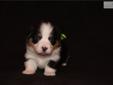 Price: $650
This advertiser is not a subscribing member and asks that you upgrade to view the complete puppy profile for this Welsh Corgi, Pembroke, and to view contact information for the advertiser. Upgrade today to receive unlimited access to