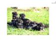 Price: $2000
Top Top Quality puppies - the best you could find in the US! TITLED Sire and Dam import bloodlines - TOP German lines - both parents Schh titled, hips/elbow rated, excellent temperaments. Gorgeous black/red, black, sable puppies with large