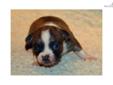 Price: $1200
3.5-4 lbs mature weight, adorable baby puppy available, akc registered, champion lines. Gorgeous and unusual Brindle color - wonderful personalities and temperament, healthy active playful fun-loving puppies who love to be spoiled and