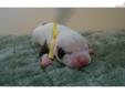 Price: $1250
This advertiser is not a subscribing member and asks that you upgrade to view the complete puppy profile for this American Bulldog, and to view contact information for the advertiser. Upgrade today to receive unlimited access to