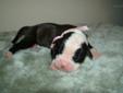 Price: $1250
This advertiser is not a subscribing member and asks that you upgrade to view the complete puppy profile for this American Bulldog, and to view contact information for the advertiser. Upgrade today to receive unlimited access to