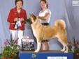 Price: $1800
This advertiser is not a subscribing member and asks that you upgrade to view the complete puppy profile for this Akita, and to view contact information for the advertiser. Upgrade today to receive unlimited access to NextDayPets.com. Your
