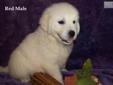 Price: $2000
Our Mission - Produce high quality Golden Retrievers that are a worthy example of the Golden Retriever breed standard We strive for great health combined with loving temperaments. Puppies are sold with lifetime support, a 2yr with NuVet
