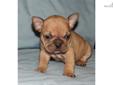 Price: $1800
Beautiful female French bulldog puppy. Stunning head. Exceptional personality. This little girl is stunning in every way! She is a super sweet little doll baby that will make some lucky family a great Christmas present. For more info please