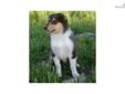 Price: $350
This advertiser is not a subscribing member and asks that you upgrade to view the complete puppy profile for this Collie, and to view contact information for the advertiser. Upgrade today to receive unlimited access to NextDayPets.com. Your