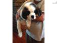 Price: $700
This advertiser is not a subscribing member and asks that you upgrade to view the complete puppy profile for this Saint Bernard - St. Bernard, and to view contact information for the advertiser. Upgrade today to receive unlimited access to