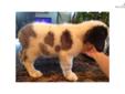 Price: $600
This advertiser is not a subscribing member and asks that you upgrade to view the complete puppy profile for this Saint Bernard - St. Bernard, and to view contact information for the advertiser. Upgrade today to receive unlimited access to