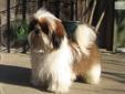 Price: $1500
This advertiser is not a subscribing member and asks that you upgrade to view the complete puppy profile for this Shih Tzu, and to view contact information for the advertiser. Upgrade today to receive unlimited access to NextDayPets.com. Your