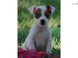 Price: $950
Offering this top quality Parson/Jack Russell Terrier male puppy. He will be ready for his new home in mid-August. Father of the puppies is a Show Champion and and son two major Champions! All four grandparents are also Show Champions. Both