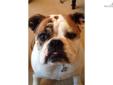 Price: $1200
This advertiser is not a subscribing member and asks that you upgrade to view the complete puppy profile for this English Bulldog, and to view contact information for the advertiser. Upgrade today to receive unlimited access to