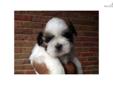 Price: $1000
This advertiser is not a subscribing member and asks that you upgrade to view the complete puppy profile for this Shih Tzu, and to view contact information for the advertiser. Upgrade today to receive unlimited access to NextDayPets.com. Your