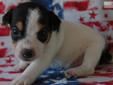 Price: $950
Accepting reservations now on this Champion Sired long leg, tri color, female Jack Russell Terrier Her father is a multiple Champion, Top 5 at the U.S. Nationals, GTG Champion, Earthdog Champion, race winner, lure course winner, and multiple