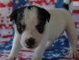 Price: $950
Accepting reservations now on this Champion Sired tri color, male Jack Russell Terrier. His father is a multiple Champion, Top 5 at the U.S. Nationals, GTG Champion, Earthdog Champion, race winner, lure course winner, and multiple Performance