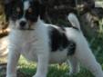 Price: $950
Offering this lovely long leg Jack/Parson Russell Terrier tri color male pup. He will be ready to leave for his new home in late August. Our puppies are raised on our small horse farm and very well socialized around our two young children.