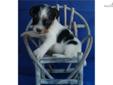 Price: $950
Accepting reservations now on this lovely long leg Jack/Parson Russell Terrier tri color male pup. He will be ready to leave for his new home in late August. Our puppies are raised on our small horse farm and very well socialized around our