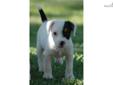 Price: $950
Offering this lovely Jack/Parson Russell Terrier tri color female pup. She will be ready to leave for her new home in late August. Our puppies are raised on our small horse farm and very well socialized around our two young children. Father of
