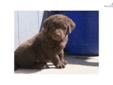 Price: $800
This advertiser is not a subscribing member and asks that you upgrade to view the complete puppy profile for this Chesapeake Bay Retriever, and to view contact information for the advertiser. Upgrade today to receive unlimited access to