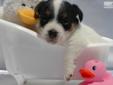 Price: $950
Accepting reservations on this TOP QUALITY Australian bred short leg Jack Russell Terrier female puppy! Father is a National Champion, International Champion and UKC Show Champion. Mother is Champion Sired as well. Three of the four
