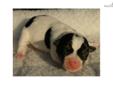 Price: $950
Accepting reservations now on this lovely short leg female Jack Russell Terrier puppy. Her father is a Show Champion and is currently ranked TOP 10 NATIONALLY for 2013 The mother of the puppies is also Champion Sired and is 100 Australian