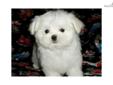 Price: $1800
Meet Tango...a gorgeous (Canadian) Champion Sired AKC Maltese male available to an approved home. Tango is a sweet, gentle natured,puppy playful boy. He is well socialized, outgoing, very friendly, wee wee pad trained, and comes to you with