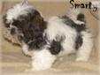 Price: $400
Visit us on facebook at "Stephs Puppies". Smarty is going to be small; weighing 3 lbs. at 11 wks. He is lovingly cared for and raised in a family environment; handled and socialized by children and adults. He will have full AKC registration