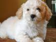 Price: $450
My name is Chance and I'm an adorable Maltipoo puppy. I am a sweet, sweet boy and love to snuggle. I enjoy the sunshine, as you can see from my pictures. I love to snuggle up and sunbathe. I am a pretty shy girl, but as I get older my