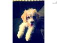 Price: $400
This advertiser is not a subscribing member and asks that you upgrade to view the complete puppy profile for this Cavachon, and to view contact information for the advertiser. Upgrade today to receive unlimited access to NextDayPets.com. Your