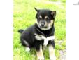 Price: $1495
Exceptional Black and Tan Shiba! Chandler is gorgeous. He is very social and curious. He is going to be fun! Current vaccines, Vet checks, FREE microchip and health guarantee. **PRICE DOES INCLUDE THE FLIGHT/Airfare, comfortable crate, sample