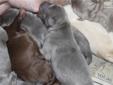 Price: $800
I have a charcoal female available. Mom is OFA certified good on hips and normal on elbows. Mom and dad are clear on EIC and CNM. The pups will come with AKC papers, first shots and worming.
Source: