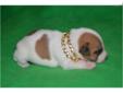 Price: $600
Walnut Grove Farm NATURAL BOBTAIL JACK RUSSELL PLEASE EMAIL FOR INFORMATION ON PUPPIES 423-385-4040 Cell Phone Located in Dayton Tennessee We have raised dogs for 40 years Let this puppy be part of your family and best friend to Our puppies