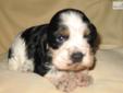 Price: $500
This advertiser is not a subscribing member and asks that you upgrade to view the complete puppy profile for this Cocker Spaniel, and to view contact information for the advertiser. Upgrade today to receive unlimited access to NextDayPets.com.