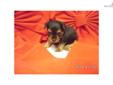 Price: $275
This advertiser is not a subscribing member and asks that you upgrade to view the complete puppy profile for this Yorkiepoo - Yorkie Poo, and to view contact information for the advertiser. Upgrade today to receive unlimited access to