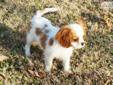 Price: $2200
This advertiser is not a subscribing member and asks that you upgrade to view the complete puppy profile for this Cavalier King Charles Spaniel, and to view contact information for the advertiser. Upgrade today to receive unlimited access to