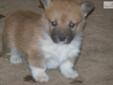 Price: $600
This advertiser is not a subscribing member and asks that you upgrade to view the complete puppy profile for this Welsh Corgi, Pembroke, and to view contact information for the advertiser. Upgrade today to receive unlimited access to