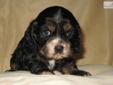 Price: $500
This advertiser is not a subscribing member and asks that you upgrade to view the complete puppy profile for this Cocker Spaniel, and to view contact information for the advertiser. Upgrade today to receive unlimited access to NextDayPets.com.