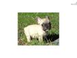 Price: $990
This advertiser is not a subscribing member and asks that you upgrade to view the complete puppy profile for this French Bulldog, and to view contact information for the advertiser. Upgrade today to receive unlimited access to NextDayPets.com.