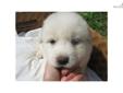 Price: $500
This advertiser is not a subscribing member and asks that you upgrade to view the complete puppy profile for this Great Pyrenees, and to view contact information for the advertiser. Upgrade today to receive unlimited access to NextDayPets.com.