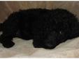Price: $875
Victoire is a black AKC Standard Poodle. Beautiful coat. She is very sweet looking for someone to love and a forever home with someone to love her. We offer a 2 year health guarantee. We take great care to nurture and train our puppies from
