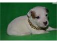 Price: $400
Walnut Grove Farm JACK RUSSELL PLEASE EMAIL FOR INFORMATION ON PUPPIES 423-385-4040 Cell Phone Located in Dayton Tennessee We have raised dogs for 40 years Let this puppy be part of your family and best friend to Our puppies are loved and