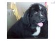 Price: $1650
Beautiful Newfies is proud to annonce a gorgeous litter ofÂ gorgeous Newfoudland puppies born December 22, 2011 and will be ready for their forever homes after February 29th. We have 2 big boys and 1 female remaining. Our puppies are raised in