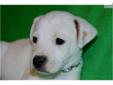 Price: $400
Walnut Grove Farm JACK RUSSELL PLEASE EMAIL FOR INFORMATION ON PUPPIES 423-385-4040 Cell Phone Located in Dayton Tennessee We have raised dogs for 40 years Let this puppy be part of your family and best friend to Our puppies are loved and