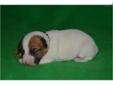 Price: $600
Walnut Grove Farm NATURAL BOBTAIL JACK RUSSELL PLEASE EMAIL FOR INFORMATION ON PUPPIES 423-385-4040 Cell Phone Located in Dayton Tennessee We have raised dogs for 40 years Let this puppy be part of your family and best friend to Our puppies