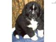 Price: $1500
Beautiful Rosie was born December 22, 2011 and is ready for her forever home. She is AKC registerable, vet checked, UTD on shots, dewormed and comes with a 1yr health guarantee. She comes from good bloodlines, has a wonderful disposition, has