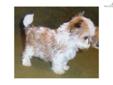 Price: $800
This advertiser is not a subscribing member and asks that you upgrade to view the complete puppy profile for this Malti Poo - Maltipoo, and to view contact information for the advertiser. Upgrade today to receive unlimited access to