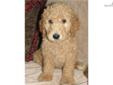 Price: $875
Browny is one of our most lovable males and he is a dark cream with red highlights. We offer a 2 year health guarantee. We take great care to nurture and train our puppies from the day they are born giving them the proper nutrition and