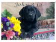 Price: $450
This well socialized Black Lab puppy will make a great companion. She is ACA registered, vet checked, vaccinated and wormed. She also comes with a 1 year genetic health guarantee. This puppy is lively, frisky and ready to play. Please contact