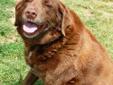 Dolly is one of the sweetest dogs you will ever meet! She is a beautiful Chesapeake Bay Retriever and is ten years old. Dolly has perfect manners and loves to be at your side on daily walks. She also enjoys playtime in the shelter yard. Dolly is an